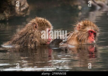 Un Macaque giapponese stallieri un altro mentre godendo le calde acque. Foto Stock