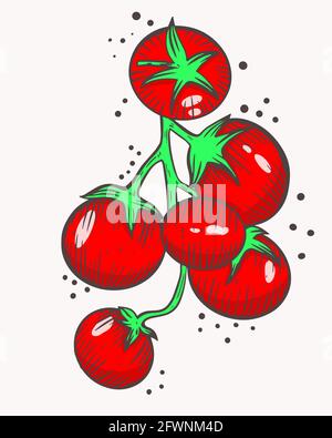 Pomodori ciliegini su un ramo. Vettore. Piccoli pomodori rossi. Coltivare il pomodoro. Crescere e raccogliere cibo sano. Disegno a mano. Illustrazione Vettoriale