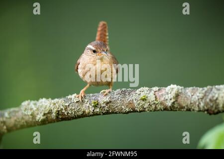 Carino erpito eurasiatico che riposa sul ramo lichen nella foresta Foto Stock