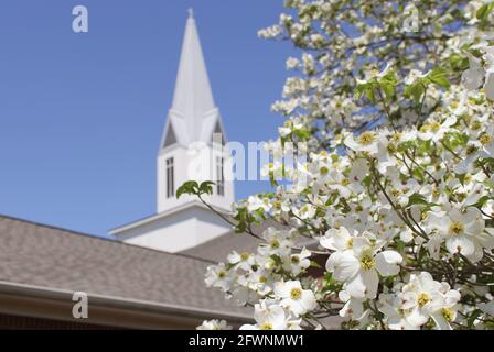 Albero di Dogwood in fiore con Chiesa campanile in background Foto Stock