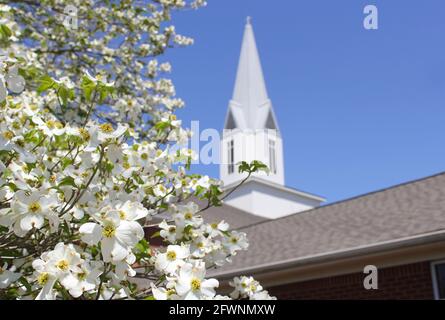 Albero di Dogwood in fiore con Chiesa campanile in background Foto Stock