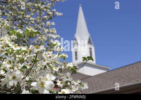 Albero di Dogwood in fiore con Chiesa campanile in background Foto Stock