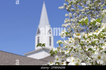 Albero di Dogwood in fiore con Chiesa campanile in background Foto Stock