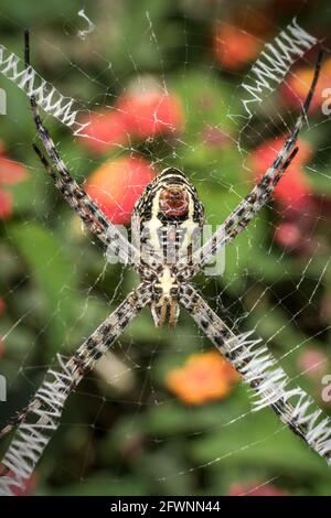 Primo piano di un Signature Spider appeso al suo web In un parco a Mumbai Foto Stock