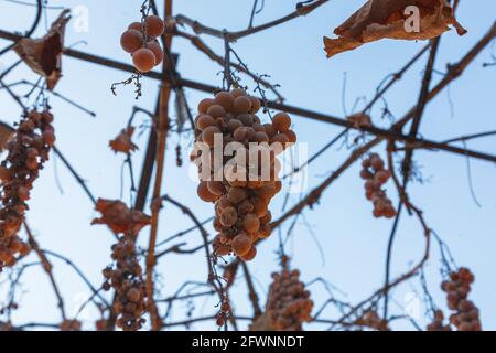 La vendemmia mancante. Un grappolo di uve mancanti su un ramo. Foto Stock