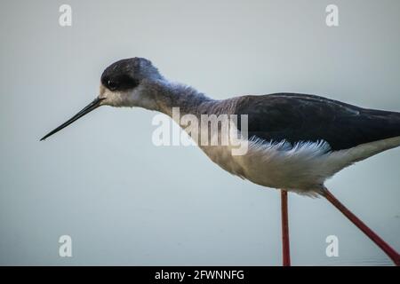 Primo piano di un'alata nera che attraversa l'acqua al Thol Bird Sanctuary a Gujarat, India Foto Stock