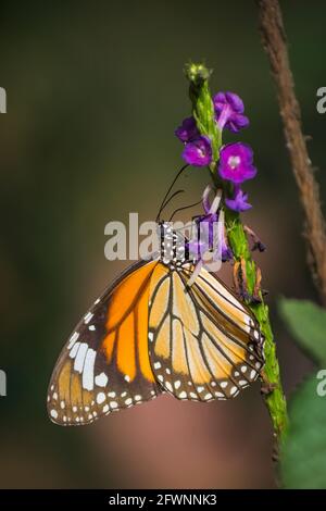 Una bella farfalla di tigre a strisce su fiori di tarpeta in una zona forestale a Mumbai, India Foto Stock