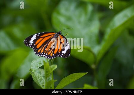 Una bella farfalla Tiger Striped su foglie verdi fresche in un'area forestale a Mumbai, India Foto Stock