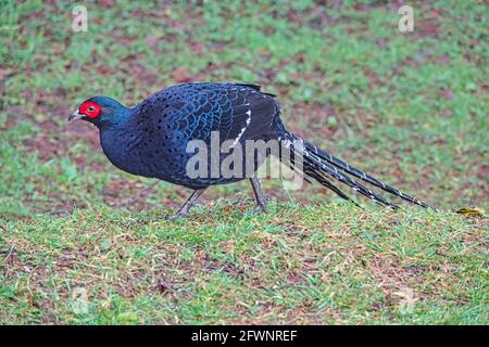 Un maschio Mikado Pheasant ( Syrmaticus mikado ) in un meadow.Train, fioritura ciliegia, albero, nube. Varie vedute dell'area ricreativa della Foresta Nazionale di Alishan i Foto Stock