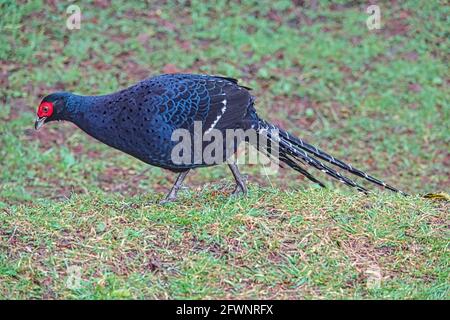 Un maschio Mikado Pheasant ( Syrmaticus mikado ) in un meadow.Train, fioritura ciliegia, albero, nube. Varie vedute dell'area ricreativa della Foresta Nazionale di Alishan i Foto Stock