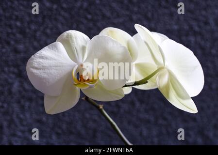 bianco orchidea fiore sfondo scuro Foto Stock