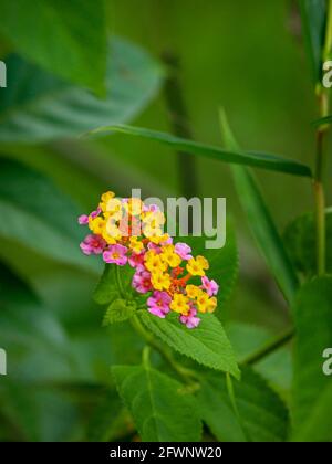 Una splendida vista sui fiori gialli e rosa di Lantana camara Con foglie verdi intorno su una foresta in Bangladesh Foto Stock