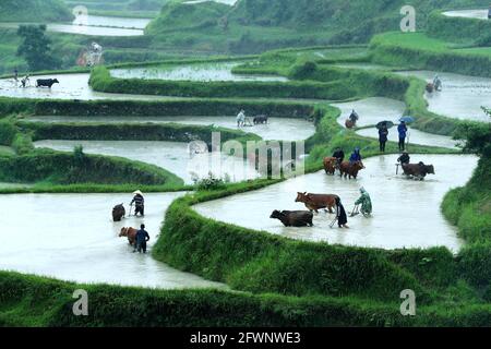 Liping, Guizhou, Cina. 24 maggio 2021. Gli abitanti del villaggio partecipano a una mostra agricola tradizionale. In quel giorno, nel villaggio di Yangdong, nella città di Shangzhong, nella contea di Liping, nel Miao Qiandongnan e nella prefettura autonoma di Dong, nella provincia di Guizhou, gli agricoltori locali hanno condotto quasi un migliaio di bovini nei campi per partecipare alle attività agricole tradizionali. Credit: ZUMA Press, Inc./Alamy Live News Foto Stock