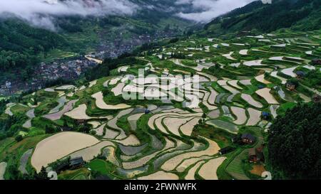 Liping, Guizhou, Cina. 24 maggio 2021. Gli abitanti del villaggio partecipano a una mostra agricola tradizionale. In quel giorno, nel villaggio di Yangdong, nella città di Shangzhong, nella contea di Liping, nel Miao Qiandongnan e nella prefettura autonoma di Dong, nella provincia di Guizhou, gli agricoltori locali hanno condotto quasi un migliaio di bovini nei campi per partecipare alle attività agricole tradizionali. Credit: ZUMA Press, Inc./Alamy Live News Foto Stock