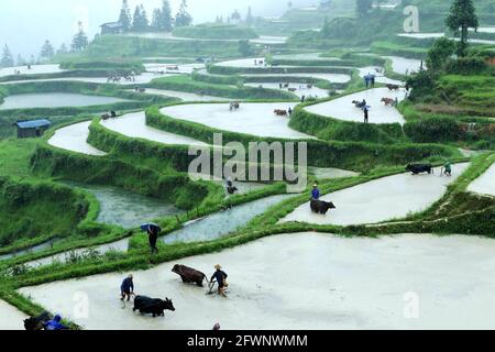 Liping, Guizhou, Cina. 24 maggio 2021. Gli abitanti del villaggio partecipano a una mostra agricola tradizionale. In quel giorno, nel villaggio di Yangdong, nella città di Shangzhong, nella contea di Liping, nel Miao Qiandongnan e nella prefettura autonoma di Dong, nella provincia di Guizhou, gli agricoltori locali hanno condotto quasi un migliaio di bovini nei campi per partecipare alle attività agricole tradizionali. Credit: ZUMA Press, Inc./Alamy Live News Foto Stock