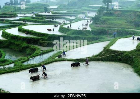 Liping, Guizhou, Cina. 24 maggio 2021. Gli abitanti del villaggio partecipano a una mostra agricola tradizionale. In quel giorno, nel villaggio di Yangdong, nella città di Shangzhong, nella contea di Liping, nel Miao Qiandongnan e nella prefettura autonoma di Dong, nella provincia di Guizhou, gli agricoltori locali hanno condotto quasi un migliaio di bovini nei campi per partecipare alle attività agricole tradizionali. Credit: ZUMA Press, Inc./Alamy Live News Foto Stock