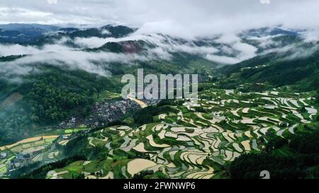 Liping, Guizhou, Cina. 24 maggio 2021. Gli abitanti del villaggio partecipano a una mostra agricola tradizionale. In quel giorno, nel villaggio di Yangdong, nella città di Shangzhong, nella contea di Liping, nel Miao Qiandongnan e nella prefettura autonoma di Dong, nella provincia di Guizhou, gli agricoltori locali hanno condotto quasi un migliaio di bovini nei campi per partecipare alle attività agricole tradizionali. Credit: ZUMA Press, Inc./Alamy Live News Foto Stock