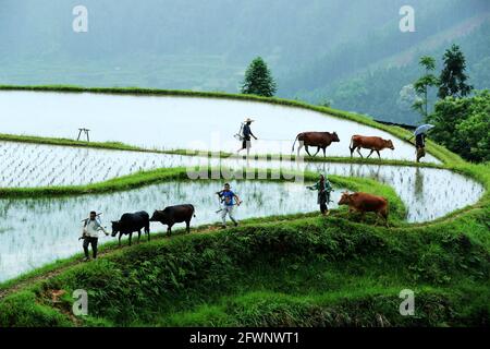 Liping, Guizhou, Cina. 24 maggio 2021. Gli abitanti del villaggio partecipano a una mostra agricola tradizionale. In quel giorno, nel villaggio di Yangdong, nella città di Shangzhong, nella contea di Liping, nel Miao Qiandongnan e nella prefettura autonoma di Dong, nella provincia di Guizhou, gli agricoltori locali hanno condotto quasi un migliaio di bovini nei campi per partecipare alle attività agricole tradizionali. Credit: ZUMA Press, Inc./Alamy Live News Foto Stock