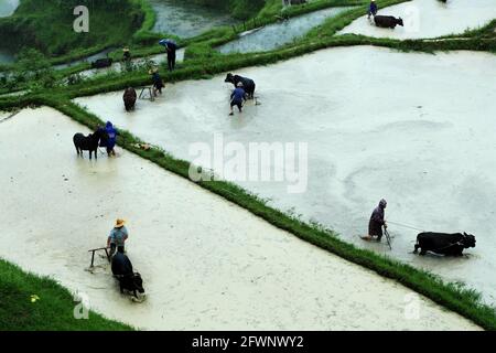 Liping, Guizhou, Cina. 24 maggio 2021. Gli abitanti del villaggio partecipano a una mostra agricola tradizionale. In quel giorno, nel villaggio di Yangdong, nella città di Shangzhong, nella contea di Liping, nel Miao Qiandongnan e nella prefettura autonoma di Dong, nella provincia di Guizhou, gli agricoltori locali hanno condotto quasi un migliaio di bovini nei campi per partecipare alle attività agricole tradizionali. Credit: ZUMA Press, Inc./Alamy Live News Foto Stock