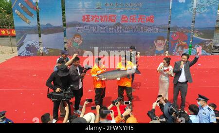 Zaozhuang, Zaozhuang, Cina. 24 maggio 2021. Il 23 maggio 2021 è stata inaugurata la prima festa di pesca del lago Yanma a Zaozhuang, nella provincia di Shandong. Questo evento ha attirato quasi 10,000 visitatori. L'evento ha anche attirato i turisti ad acquistare pesce fresco sul posto. Secondo le statistiche preliminari di quel giorno, l'asta del pesce capo da solo ha portato più di 40,000 yuan in reddito alla cooperativa. Più tardi, il vincitore del premio ''Fish King'' Ji Yanjun ha detto: ''sono molto entusiasta di poter fare un'offerta per un re del pesce di 90-jin, ma per restituire alla natura, ho messo il re del pesce d'offerta di nuovo al lago Yanma. La natura è un Foto Stock