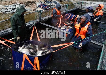 Zaozhuang, Zaozhuang, Cina. 24 maggio 2021. Il 23 maggio 2021 è stata inaugurata la prima festa di pesca del lago Yanma a Zaozhuang, nella provincia di Shandong. Questo evento ha attirato quasi 10,000 visitatori. L'evento ha anche attirato i turisti ad acquistare pesce fresco sul posto. Secondo le statistiche preliminari di quel giorno, l'asta del pesce capo da solo ha portato più di 40,000 yuan in reddito alla cooperativa. Più tardi, il vincitore del premio ''Fish King'' Ji Yanjun ha detto: ''sono molto entusiasta di poter fare un'offerta per un re del pesce di 90-jin, ma per restituire alla natura, ho messo il re del pesce d'offerta di nuovo al lago Yanma. La natura è un Foto Stock