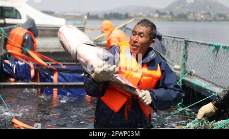 Zaozhuang, Zaozhuang, Cina. 24 maggio 2021. Il 23 maggio 2021 è stata inaugurata la prima festa di pesca del lago Yanma a Zaozhuang, nella provincia di Shandong. Questo evento ha attirato quasi 10,000 visitatori. L'evento ha anche attirato i turisti ad acquistare pesce fresco sul posto. Secondo le statistiche preliminari di quel giorno, l'asta del pesce capo da solo ha portato più di 40,000 yuan in reddito alla cooperativa. Più tardi, il vincitore del premio ''Fish King'' Ji Yanjun ha detto: ''sono molto entusiasta di poter fare un'offerta per un re del pesce di 90-jin, ma per restituire alla natura, ho messo il re del pesce d'offerta di nuovo al lago Yanma. La natura è un Foto Stock