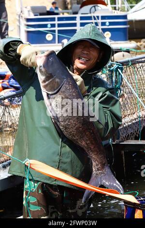 Zaozhuang, Zaozhuang, Cina. 24 maggio 2021. Il 23 maggio 2021 è stata inaugurata la prima festa di pesca del lago Yanma a Zaozhuang, nella provincia di Shandong. Questo evento ha attirato quasi 10,000 visitatori. L'evento ha anche attirato i turisti ad acquistare pesce fresco sul posto. Secondo le statistiche preliminari di quel giorno, l'asta del pesce capo da solo ha portato più di 40,000 yuan in reddito alla cooperativa. Più tardi, il vincitore del premio ''Fish King'' Ji Yanjun ha detto: ''sono molto entusiasta di poter fare un'offerta per un re del pesce di 90-jin, ma per restituire alla natura, ho messo il re del pesce d'offerta di nuovo al lago Yanma. La natura è un Foto Stock