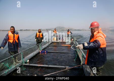 24 maggio 2021, Zaozhuang, Zaozhuang, Cina: Il 23 maggio 2021 è stata inaugurata la prima festa di pesca del lago Yanma a Zaozhuang, nella provincia di Shandong. Questo evento ha attirato quasi 10,000 visitatori. L'evento ha anche attirato i turisti ad acquistare pesce fresco sul posto. Secondo le statistiche preliminari in quel giorno, l'asta del pesce capo da solo ha portato più di 40,000 yuan in reddito alla cooperativa... Più tardi, il vincitore del premio ''Fish King'' Ji Yanjun ha detto: ''sono molto entusiasta di poter fare un'offerta per un re del pesce di 90-jin, ma per restituire alla natura, ho messo il re del pesce d'offerta di nuovo al lago Yanma. La natura è un Foto Stock