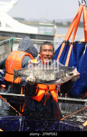 24 maggio 2021, Zaozhuang, Zaozhuang, Cina: Il 23 maggio 2021 è stata inaugurata la prima festa di pesca del lago Yanma a Zaozhuang, nella provincia di Shandong. Questo evento ha attirato quasi 10,000 visitatori. L'evento ha anche attirato i turisti ad acquistare pesce fresco sul posto. Secondo le statistiche preliminari in quel giorno, l'asta del pesce capo da solo ha portato più di 40,000 yuan in reddito alla cooperativa... Più tardi, il vincitore del premio ''Fish King'' Ji Yanjun ha detto: ''sono molto entusiasta di poter fare un'offerta per un re del pesce di 90-jin, ma per restituire alla natura, ho messo il re del pesce d'offerta di nuovo al lago Yanma. La natura è un Foto Stock