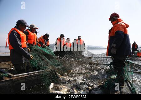 24 maggio 2021, Zaozhuang, Zaozhuang, Cina: Il 23 maggio 2021 è stata inaugurata la prima festa di pesca del lago Yanma a Zaozhuang, nella provincia di Shandong. Questo evento ha attirato quasi 10,000 visitatori. L'evento ha anche attirato i turisti ad acquistare pesce fresco sul posto. Secondo le statistiche preliminari in quel giorno, l'asta del pesce capo da solo ha portato più di 40,000 yuan in reddito alla cooperativa... Più tardi, il vincitore del premio ''Fish King'' Ji Yanjun ha detto: ''sono molto entusiasta di poter fare un'offerta per un re del pesce di 90-jin, ma per restituire alla natura, ho messo il re del pesce d'offerta di nuovo al lago Yanma. La natura è un Foto Stock