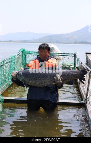 Zaozhuang, Zaozhuang, Cina. 24 maggio 2021. Il 23 maggio 2021 è stata inaugurata la prima festa di pesca del lago Yanma a Zaozhuang, nella provincia di Shandong. Questo evento ha attirato quasi 10,000 visitatori. L'evento ha anche attirato i turisti ad acquistare pesce fresco sul posto. Secondo le statistiche preliminari di quel giorno, l'asta del pesce capo da solo ha portato più di 40,000 yuan in reddito alla cooperativa. Più tardi, il vincitore del premio ''Fish King'' Ji Yanjun ha detto: ''sono molto entusiasta di poter fare un'offerta per un re del pesce di 90-jin, ma per restituire alla natura, ho messo il re del pesce d'offerta di nuovo al lago Yanma. La natura è un Foto Stock