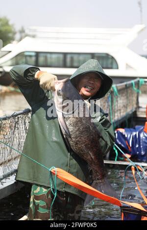 Zaozhuang, Zaozhuang, Cina. 24 maggio 2021. Il 23 maggio 2021 è stata inaugurata la prima festa di pesca del lago Yanma a Zaozhuang, nella provincia di Shandong. Questo evento ha attirato quasi 10,000 visitatori. L'evento ha anche attirato i turisti ad acquistare pesce fresco sul posto. Secondo le statistiche preliminari di quel giorno, l'asta del pesce capo da solo ha portato più di 40,000 yuan in reddito alla cooperativa. Più tardi, il vincitore del premio ''Fish King'' Ji Yanjun ha detto: ''sono molto entusiasta di poter fare un'offerta per un re del pesce di 90-jin, ma per restituire alla natura, ho messo il re del pesce d'offerta di nuovo al lago Yanma. La natura è un Foto Stock