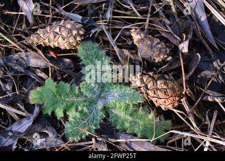 Thistle del latte (Silybum marianum, cardus marianus, mariano, Santa Maria, Mediterraneo o tistle di Scotch) le prime foglie verdi primaverili tra l'erba marcita Foto Stock