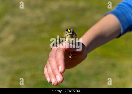 Goldcrest (Regulus regulus) per mano di un ornitologo durante il ringing degli uccelli, col de la Croix, Bex, Vaud, Svizzera Foto Stock