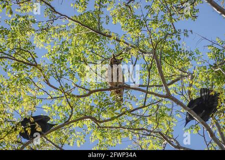 Great Horned Owl , Bubo virginianus arroccato su un ramo di albero ed essere molestato da corvi nella città di Irvine, Orange County, California Foto Stock