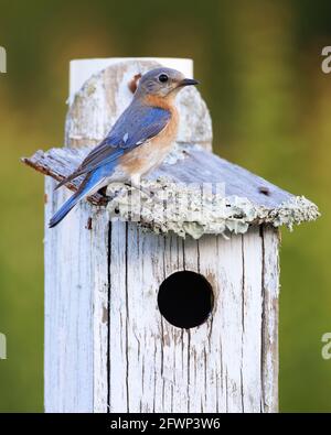 Femmina orientale Bluebird (Sialia sialis) perches su una casa di uccello che contiene i suoi pulcini recentemente covati. Foto Stock