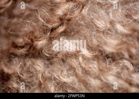 Cane marrone capelli ricci primo piano lagotto romagnolo sfondo astratto stampe moderne di alta qualità di grandi dimensioni Foto Stock