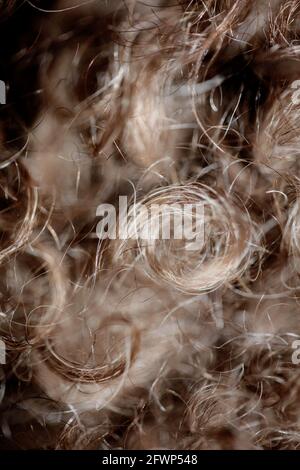 Cane marrone capelli ricci primo piano lagotto romagnolo sfondo astratto stampe moderne di alta qualità di grandi dimensioni Foto Stock