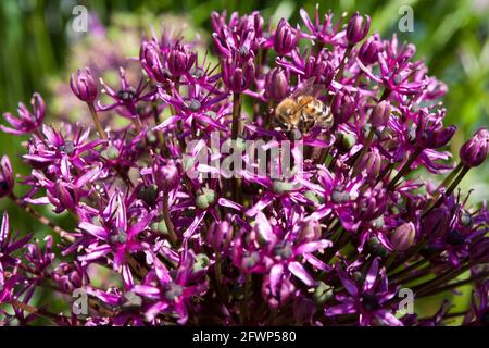 Ape di miele su Allium hollandicum 'sensazione di viola' (cipolla ornamentale) che cresce in un giardino privato: Alverstoke, Gosport, Hampshire, Inghilterra. REGNO UNITO Foto Stock