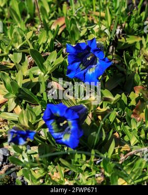 Genziana angustifolia, conosciuta come genziana senza stelo, genziana a gambo corto o tromba genziana, blu fioritura erba alpina in fiore Foto Stock