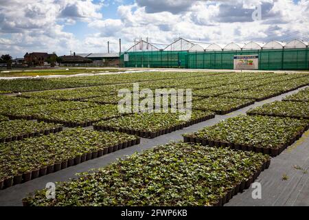 Vasi di fiori di un grande giardino vivaio, coltivazione, Pulheim-Sinnersdorf, Nord Reno-Westfalia, Germania. Brumentoepfe einer Grossgaertnerei, Anzucht Foto Stock