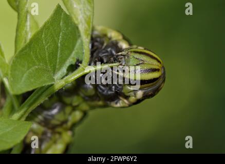 Hawk-moth (Agrius convolvuli) larva che si alimenta su foglie. Foto Stock