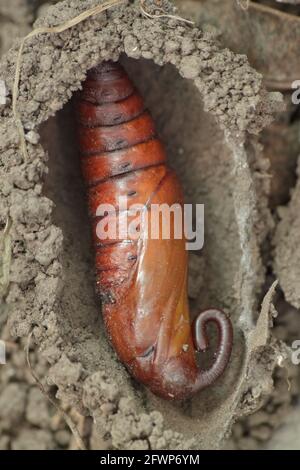 Pupa di convolvulus falk-moth (Agrius convolvuli) nel sottosuolo Foto Stock