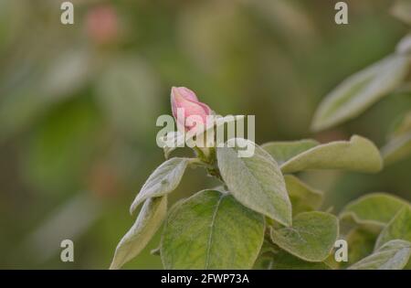 Fiore di fiori di mela cotogna (cydonia oblona) in una primavera Foto Stock