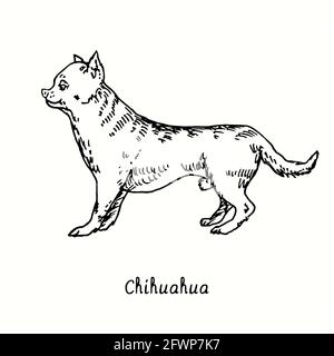 Vista laterale Chihuahua. Inchiostro nero e bianco doodle disegno in legno stile. Foto Stock