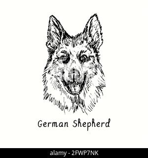 German Shepherd (Deutshe Schäferhund) muso vista frontale. Inchiostro nero e bianco doodle disegno in legno stile. Foto Stock