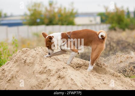 Cane Basenji essere in fase di caccia scavando mucchio di sabbia durante la ricerca di piccoli roditori che si nascondono lì Foto Stock