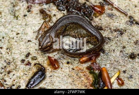 Femmina liscio newt in un giardino, Chipping, Preston, Lancashire, Regno Unito Foto Stock