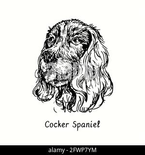 Cocker Spaniel muso vista frontale. Inchiostro nero e bianco doodle disegno in legno stile. Foto Stock