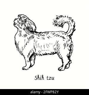 Vista laterale Shih Tzu. Inchiostro nero e bianco doodle disegno in legno stile. Foto Stock